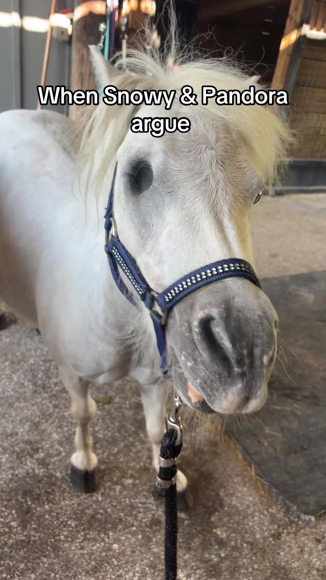 @itiswellstables