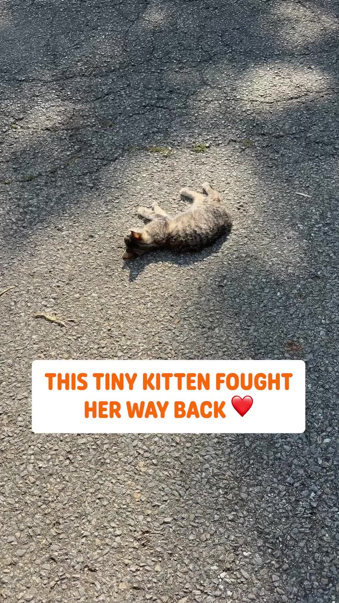 @Pawsome Pets