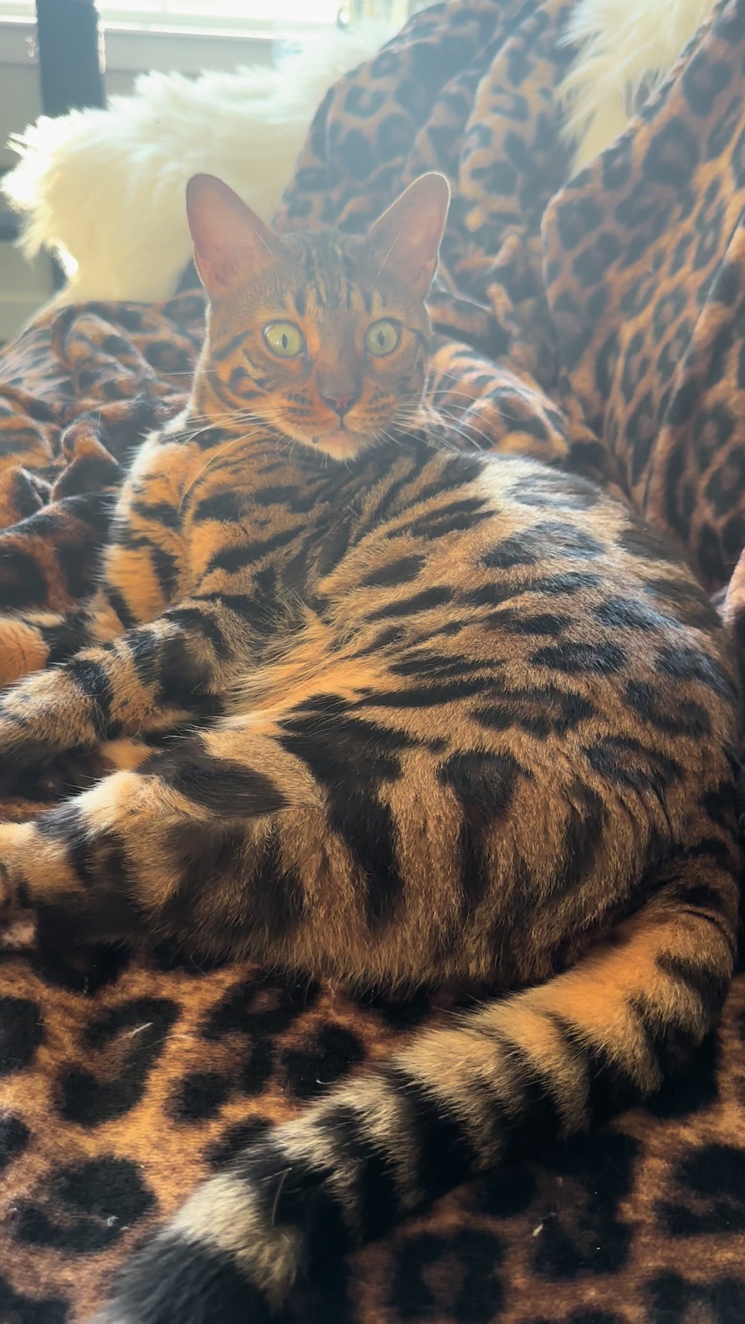 @Tiny Leopard Cats