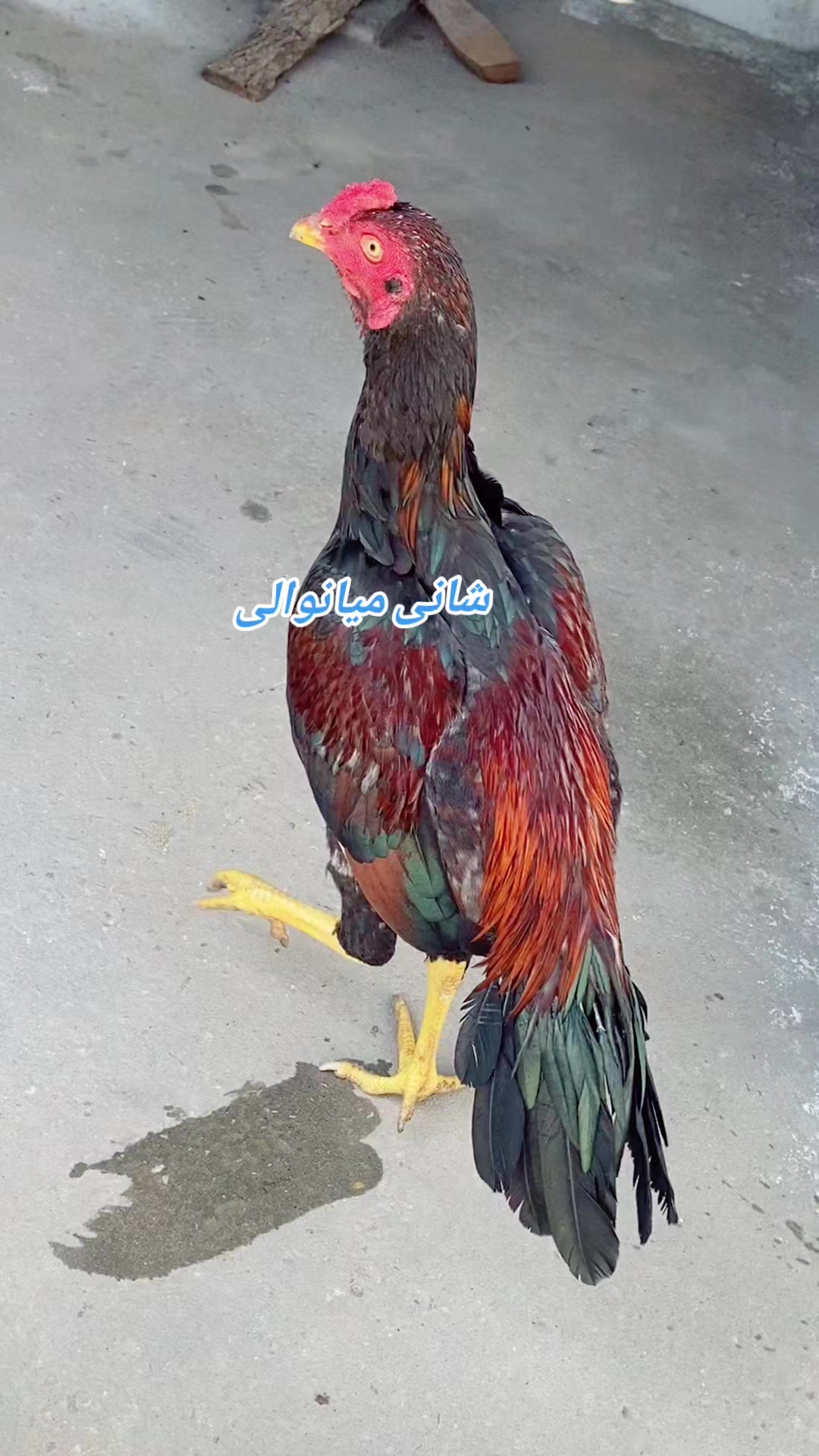 @Shani.Mianwali