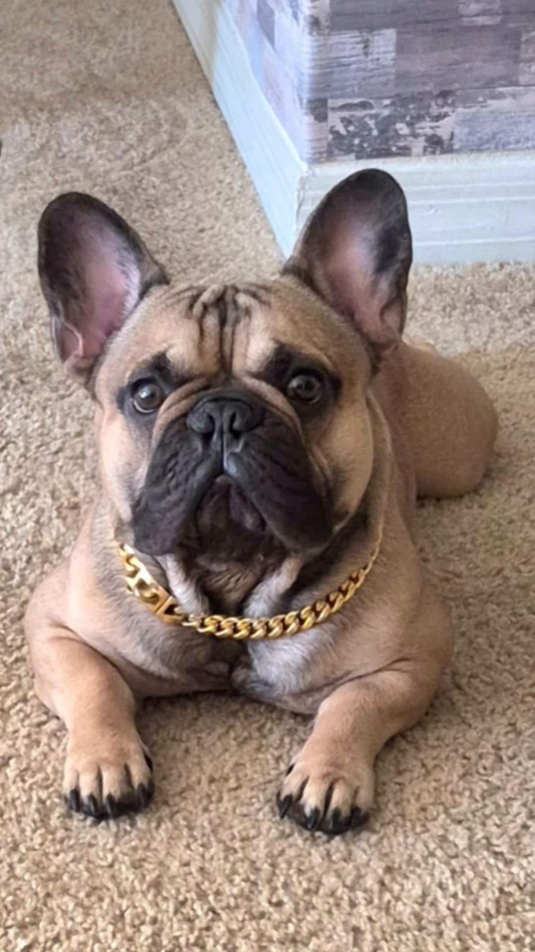 @FrenchBuldog