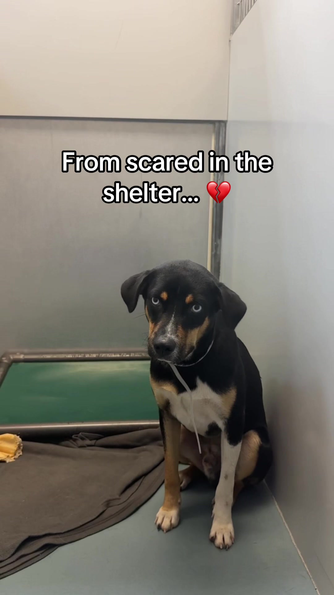 @Adopt a Pet