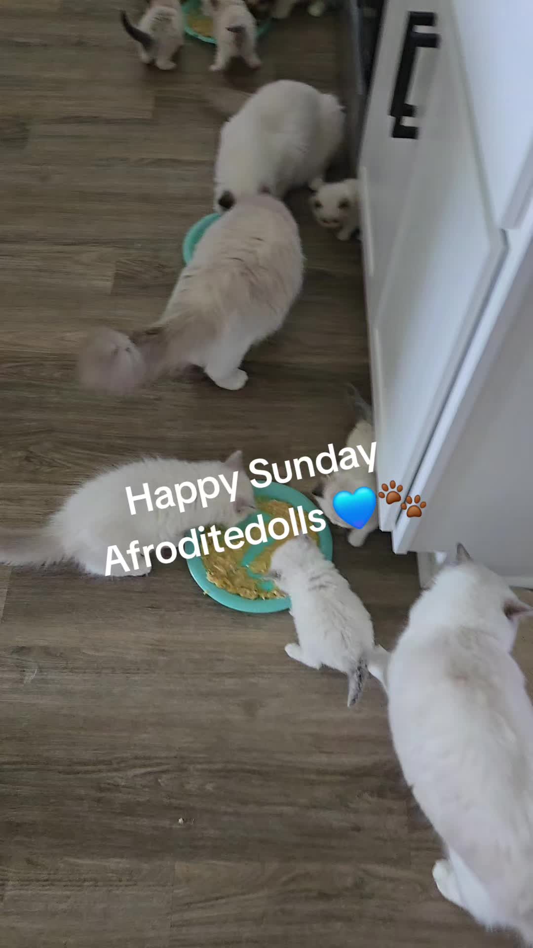 @AfroditeRagdolls💖