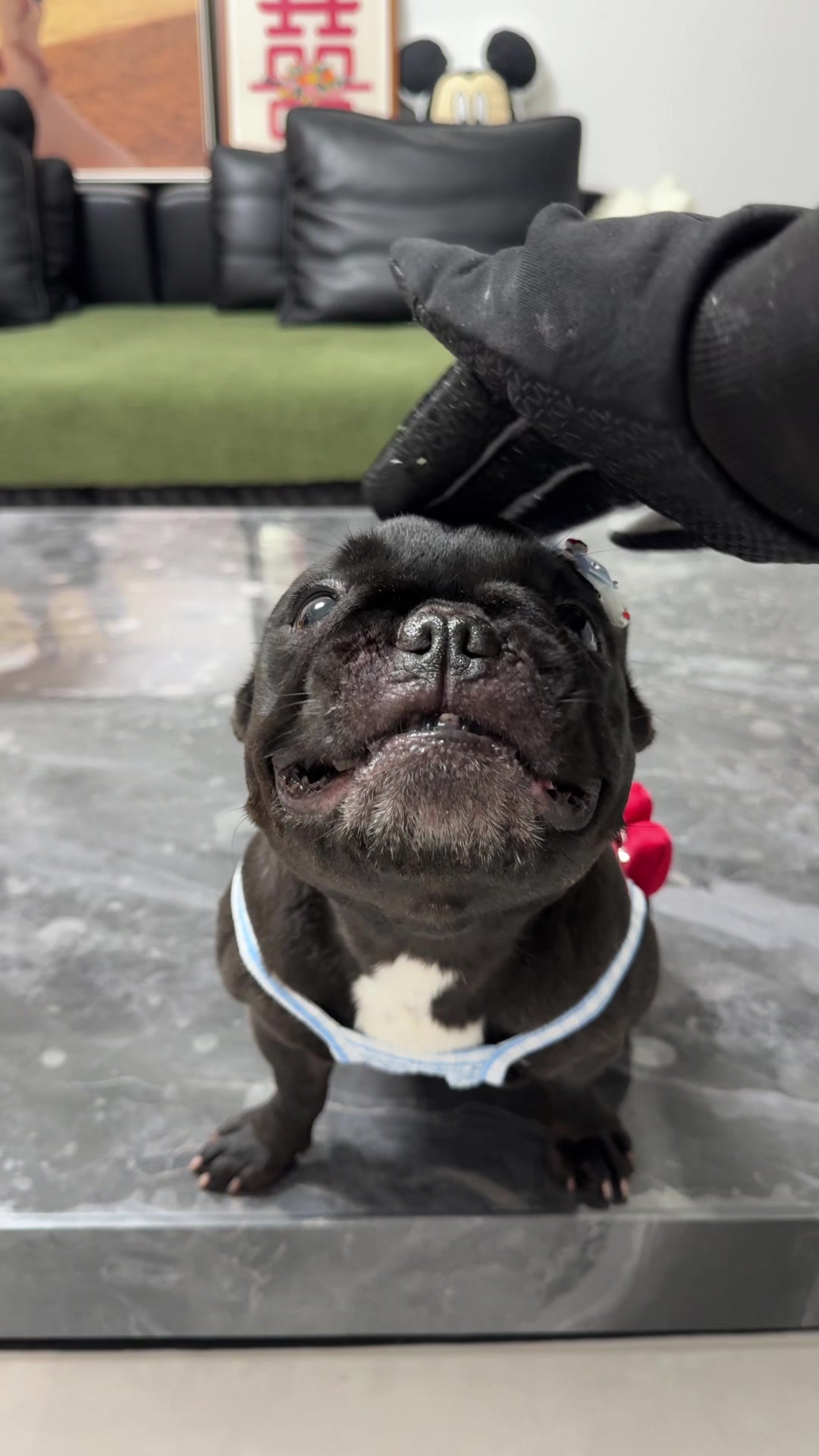 @Pet World Hub