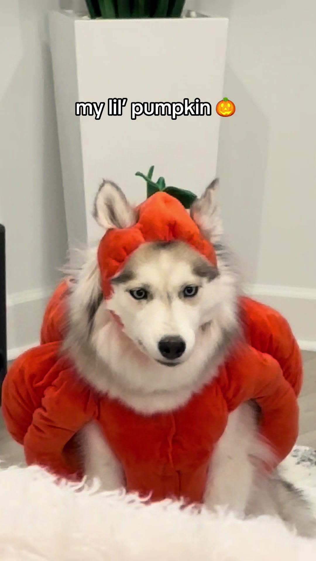 @lifewith2huskies