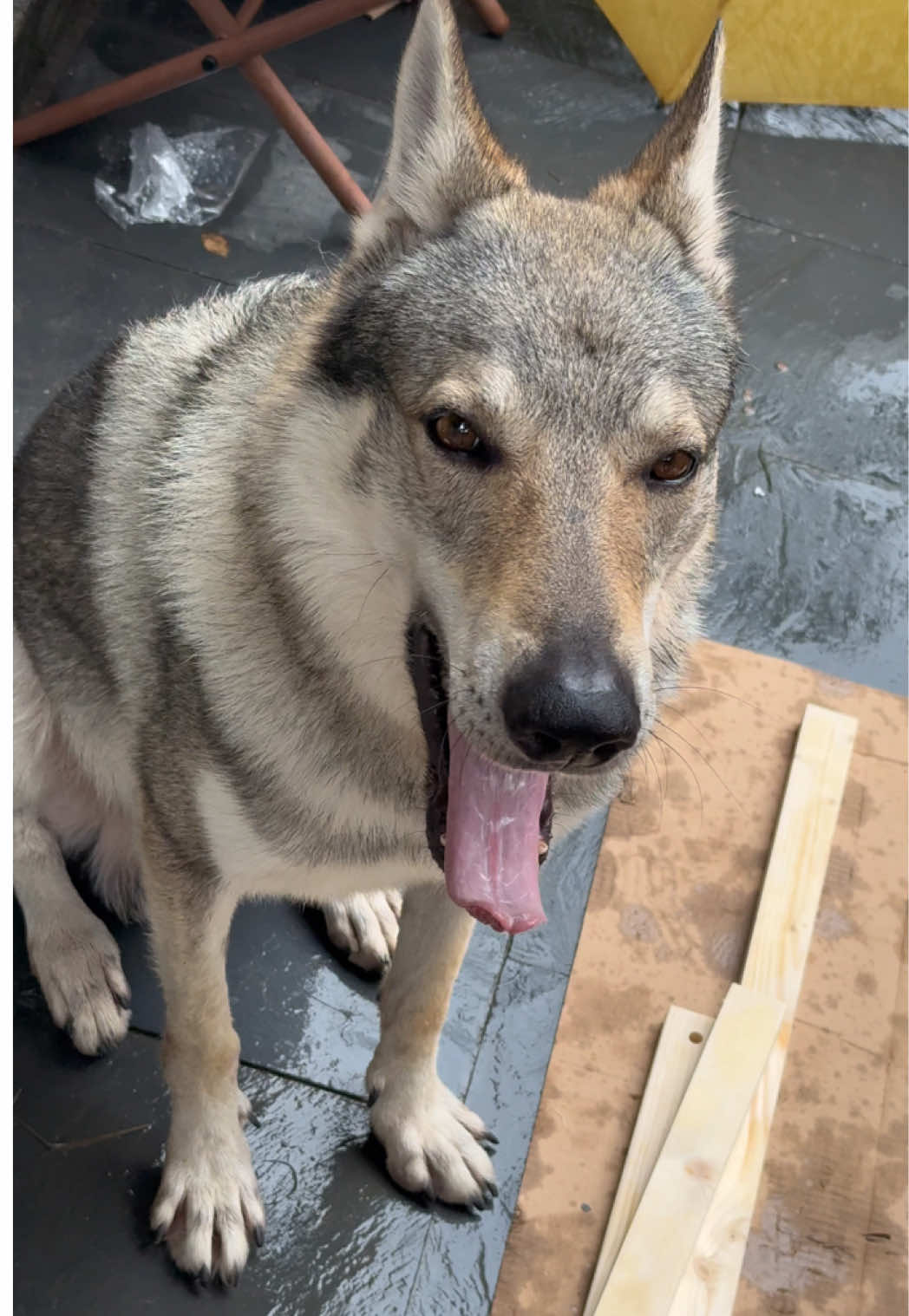 @Life With Echo 🐺