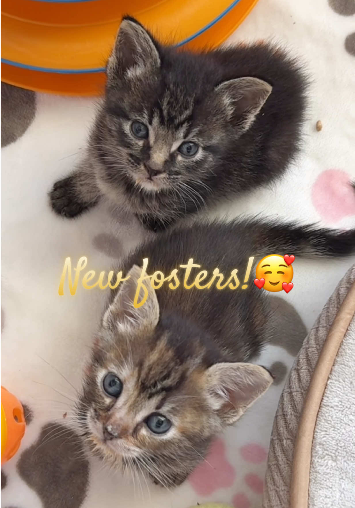 @Frankies_Fosters