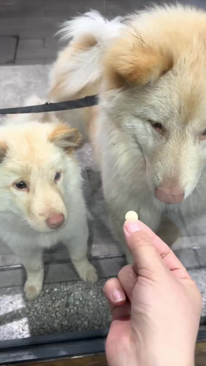 @funpetsday