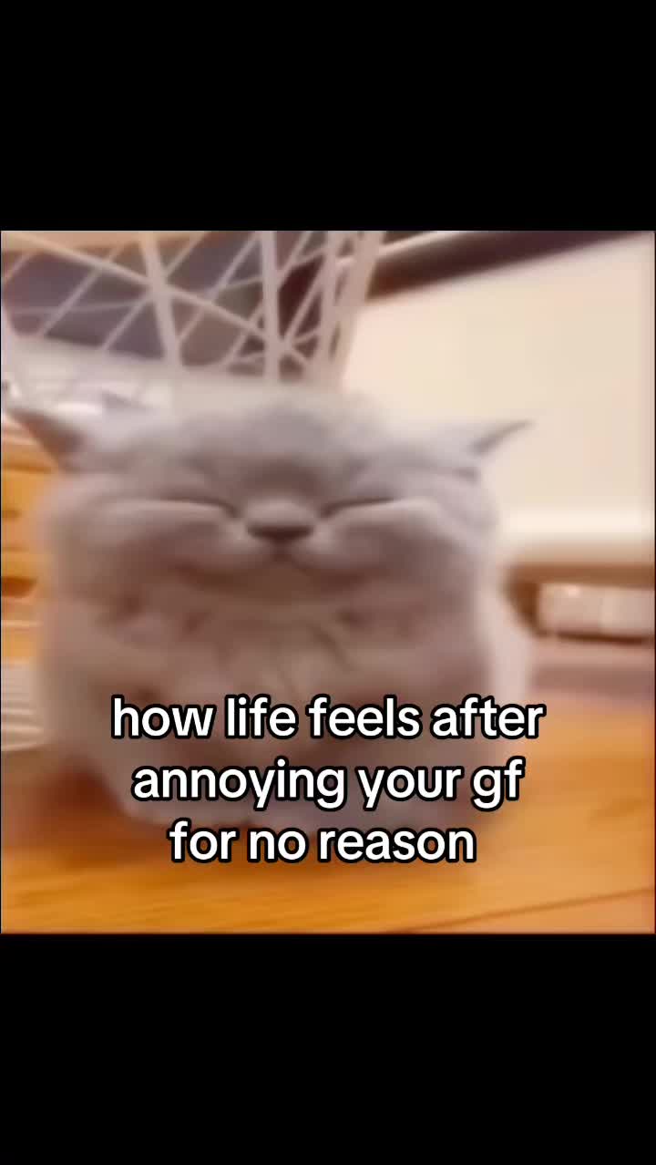 @meowconcept