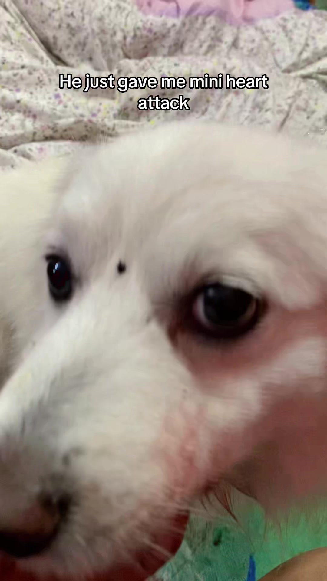 @Anshu shrestha 🐶