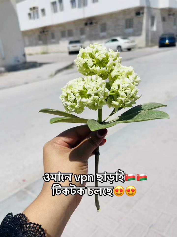 @🇴🇲💫🌺عيشانور🌺💫🇴🇲