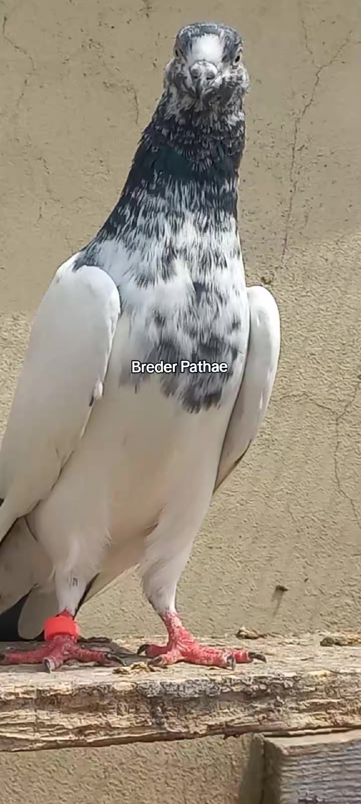 @Ranakasuripigeon