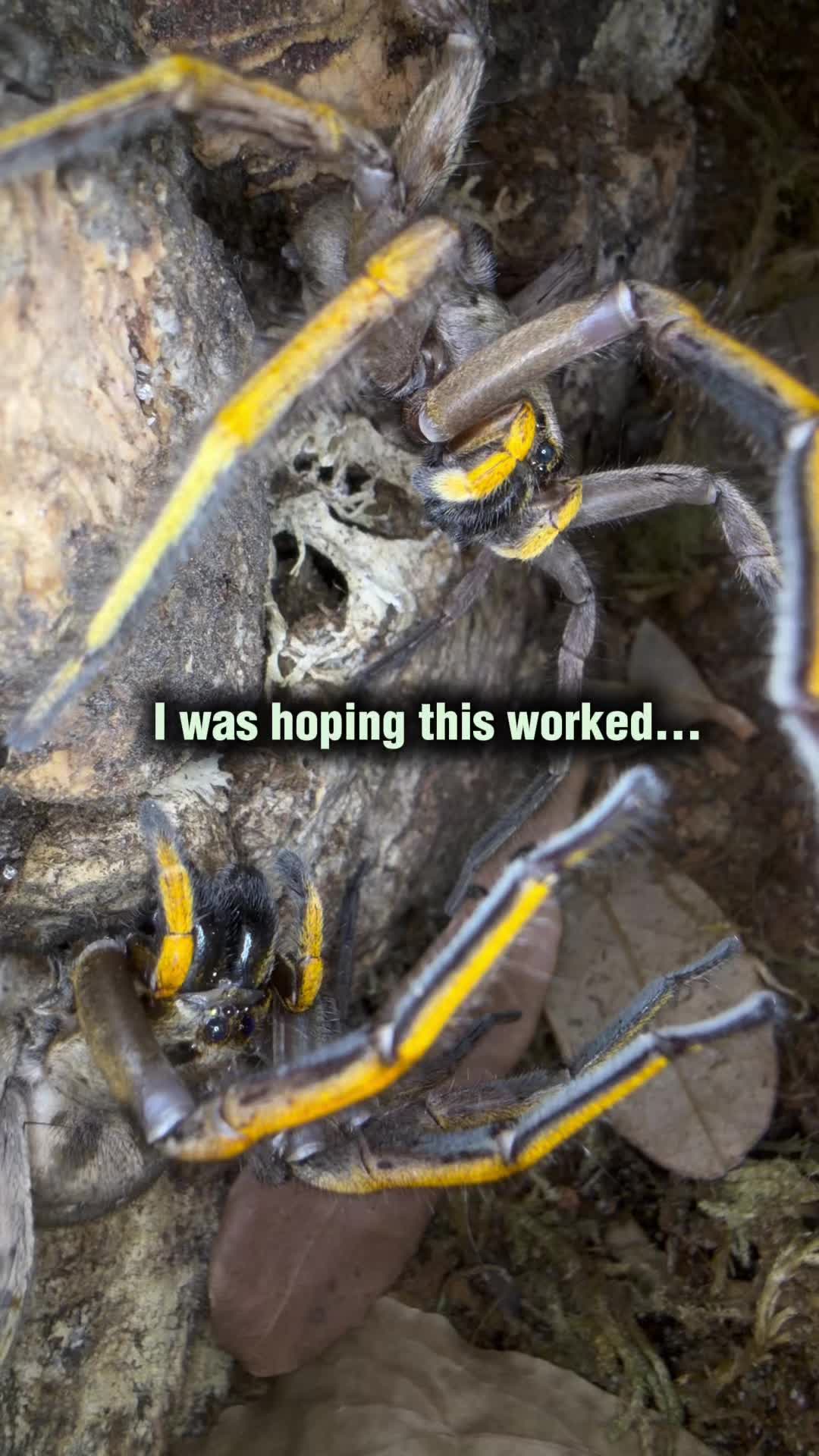 @Spider Conservatory