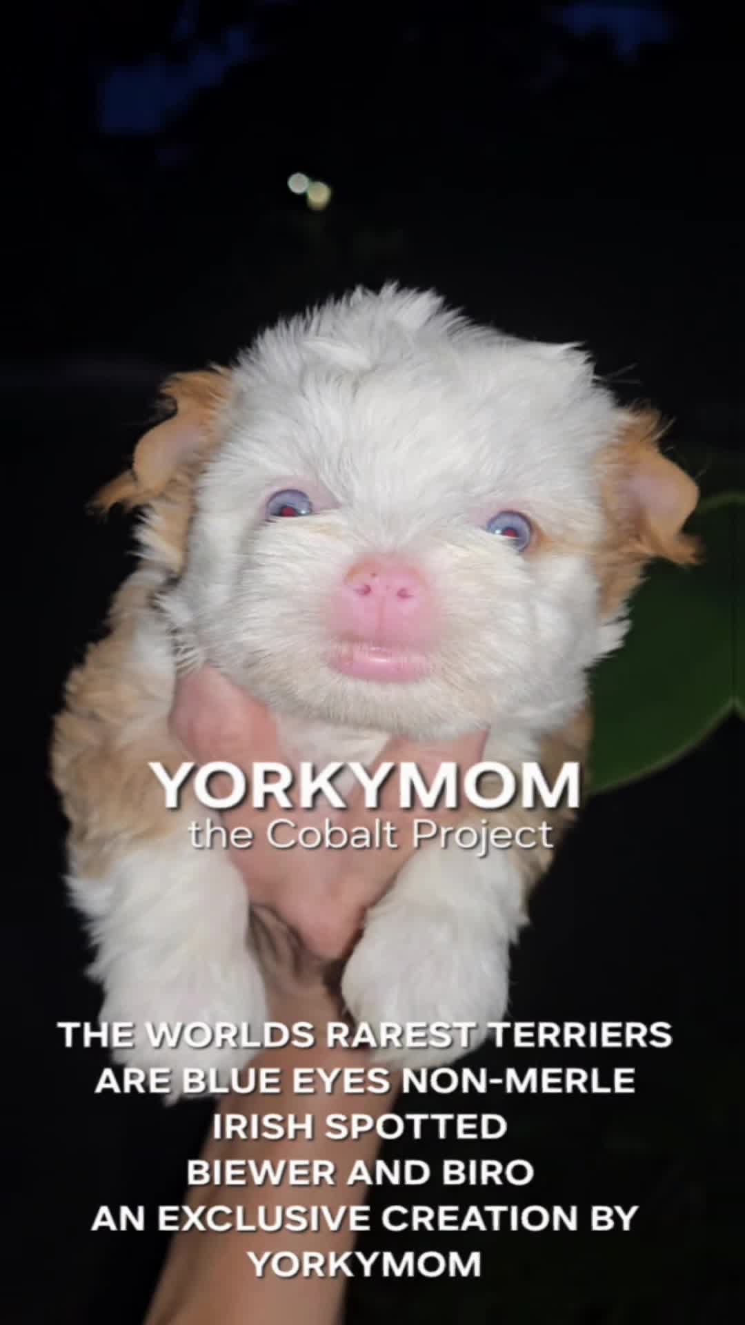 @theYorkymom