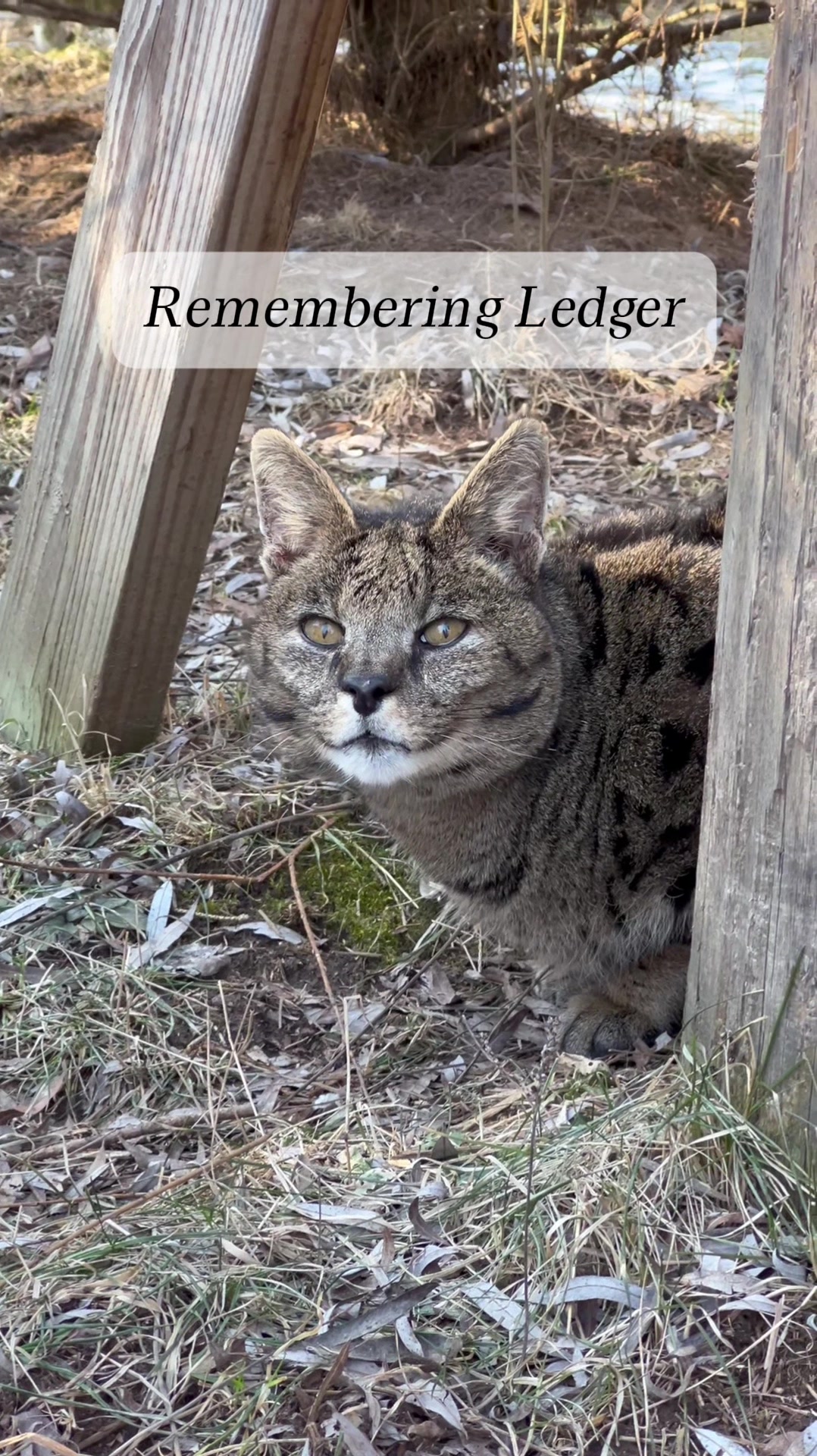 @The Wildcat Sanctuary