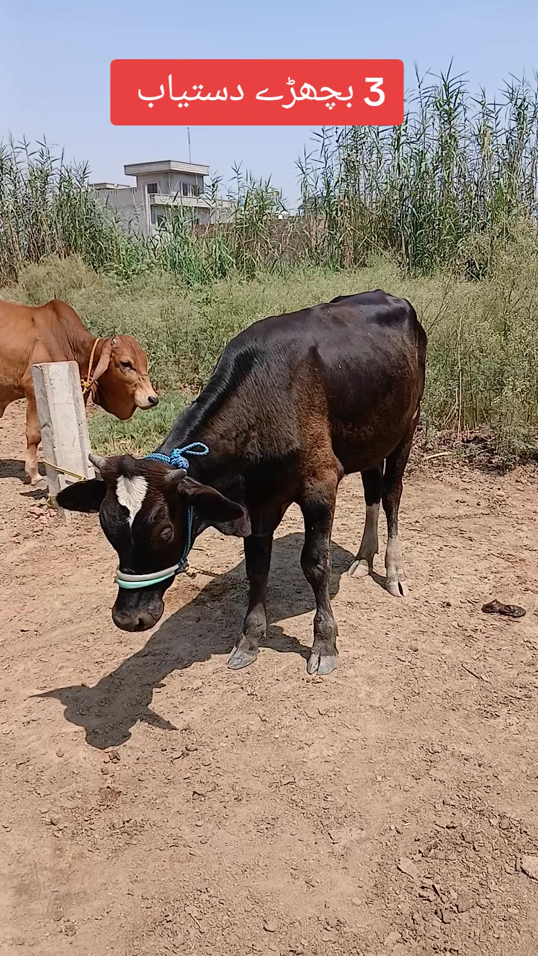@Farming and Business Ideas