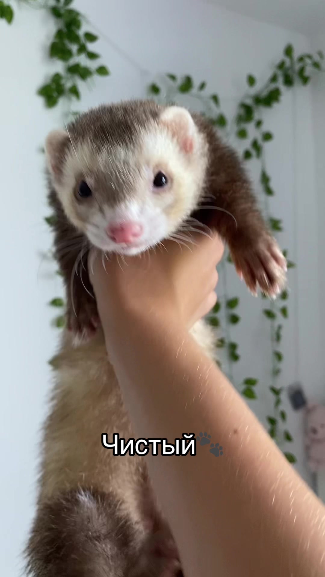 @F_u_r_e_t🐾✨🤍