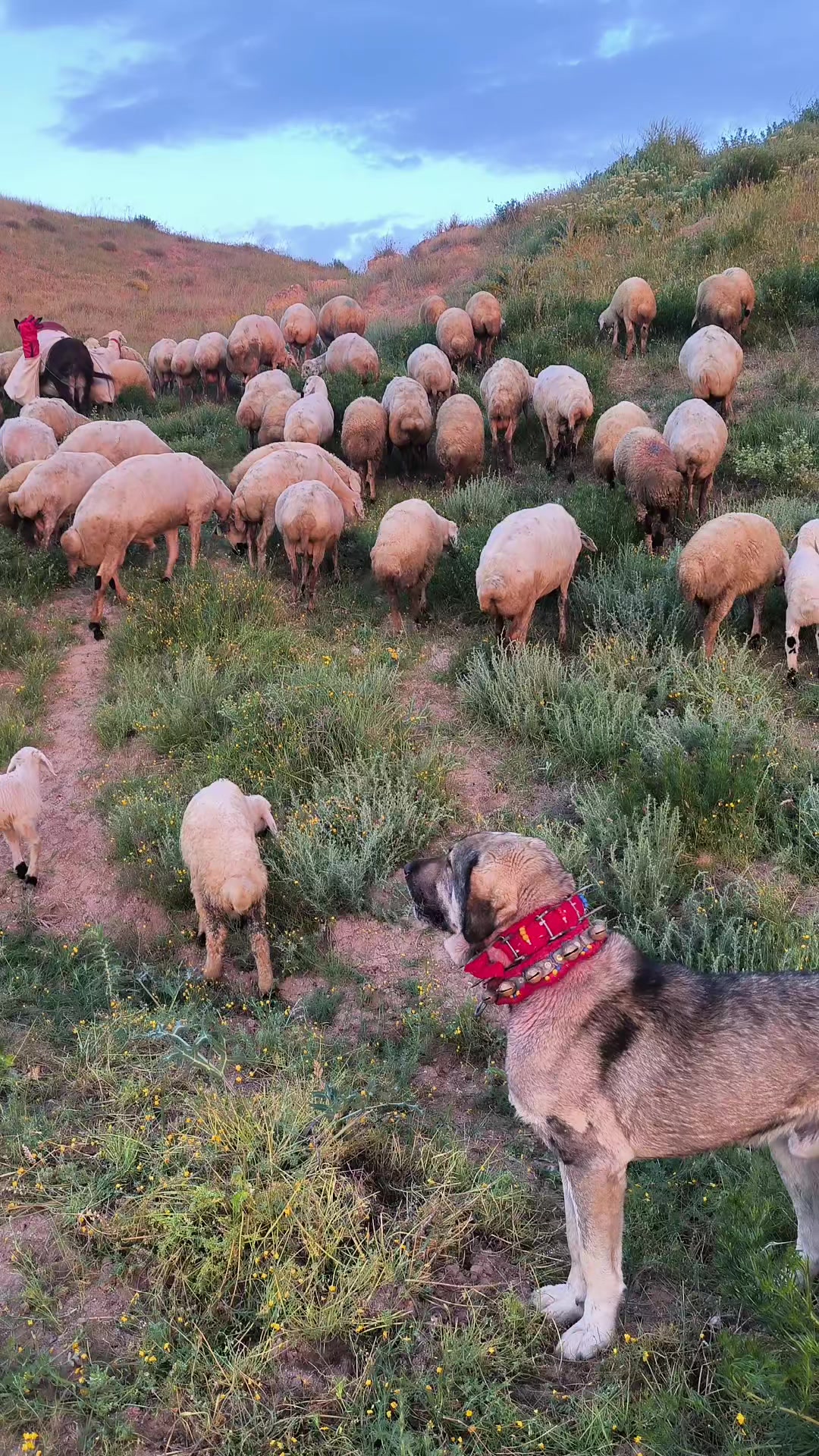 @🔗Aslan🕊️Öztürk🔗