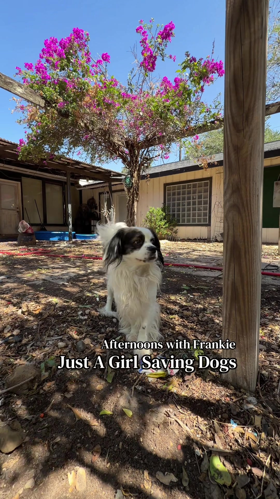 @Just A Girl Saving Dogs