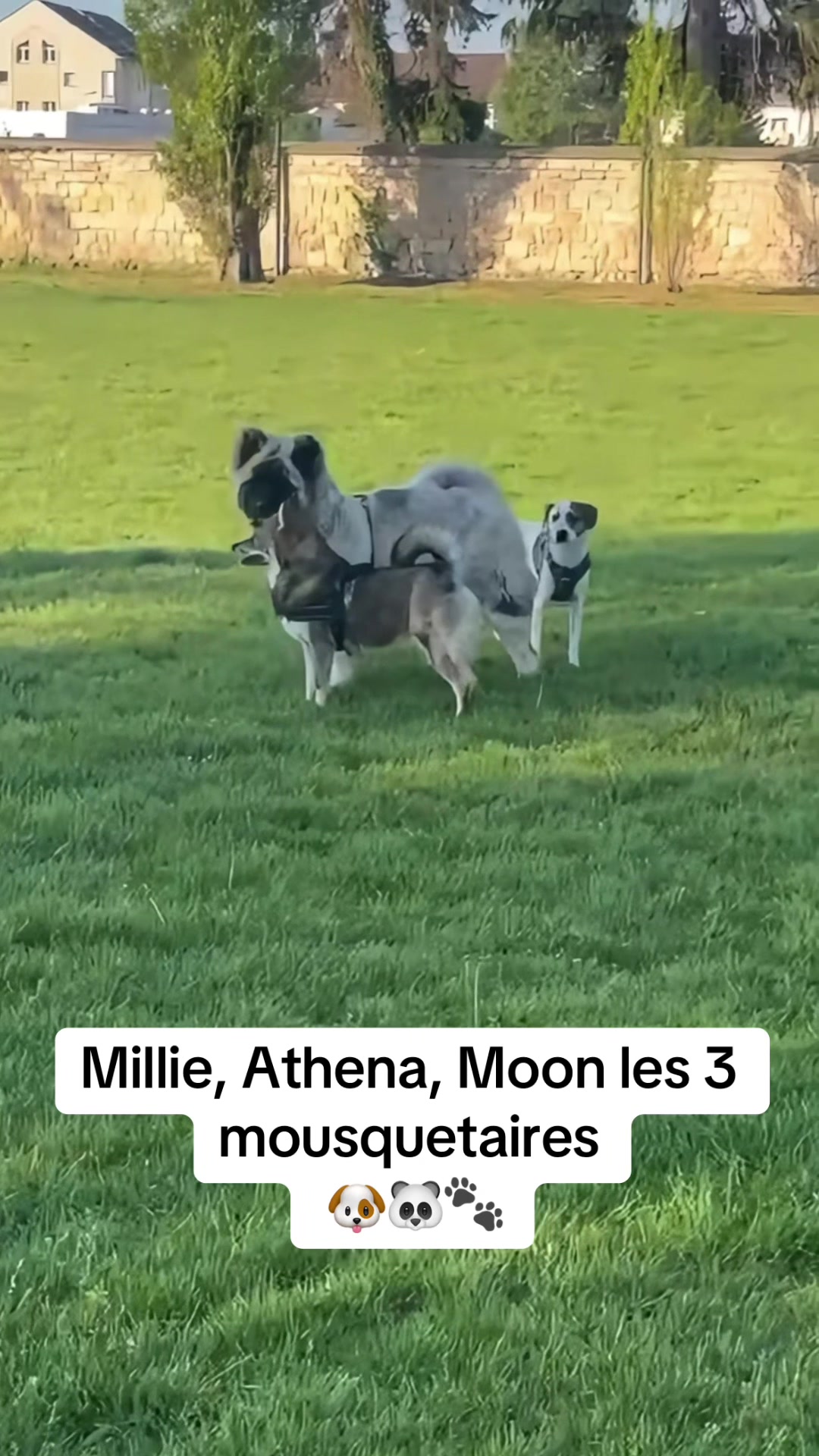 @Moon 🐶🐼🐾
