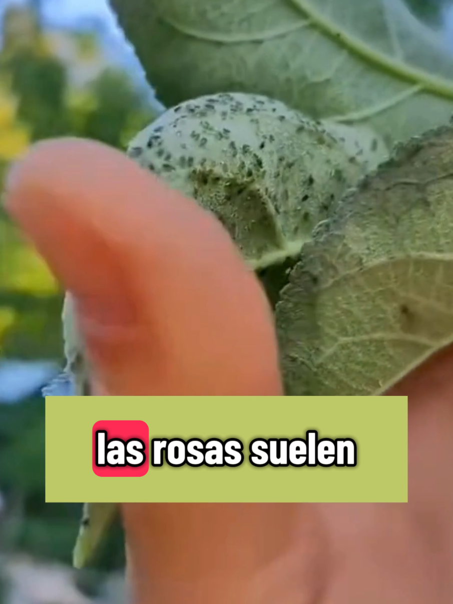 @Osshira| Jardineria y Huerto