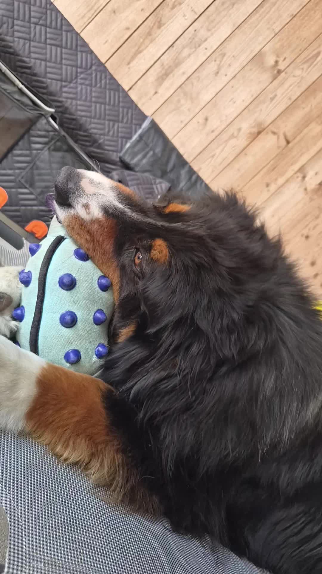 @berner.bruno