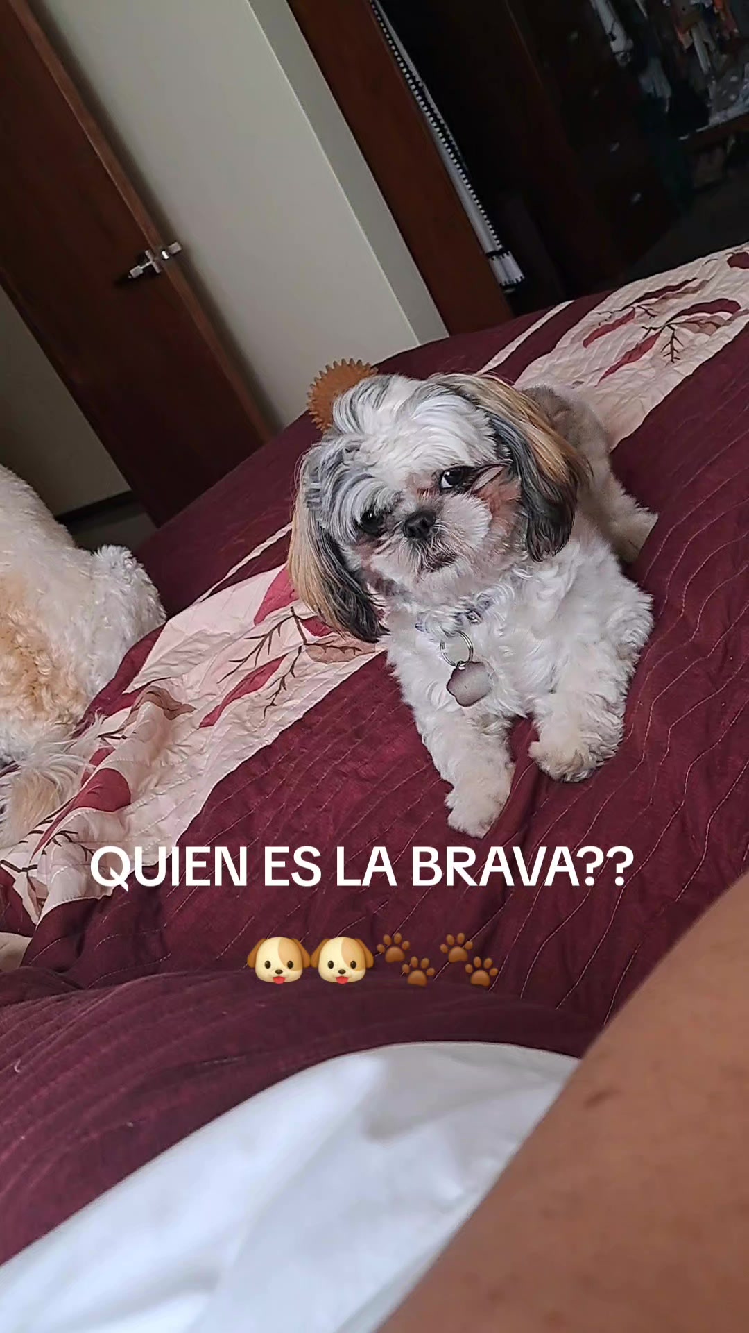 @Harry y Mila Life 🐶🐾