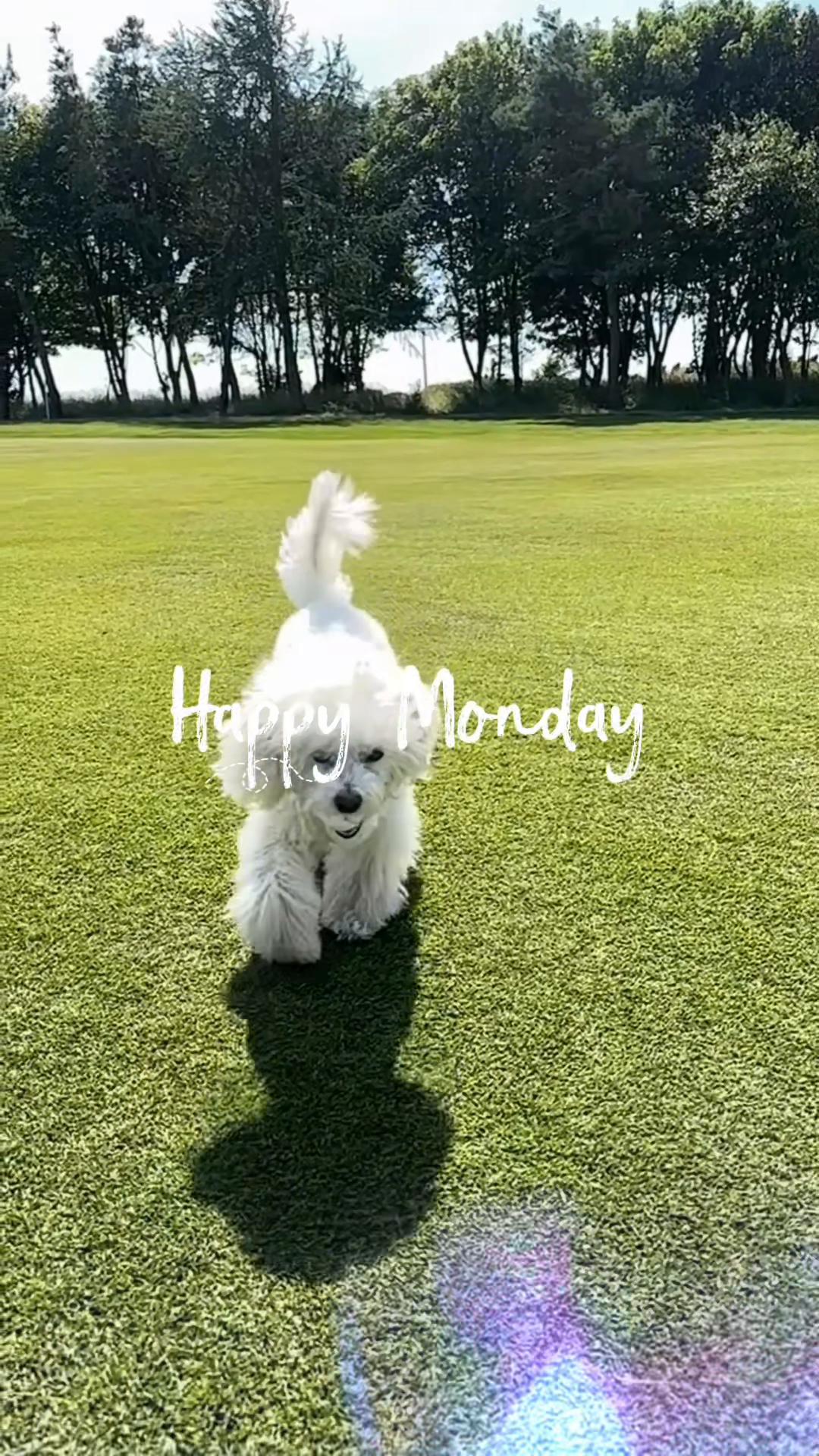 @DevenickDogs