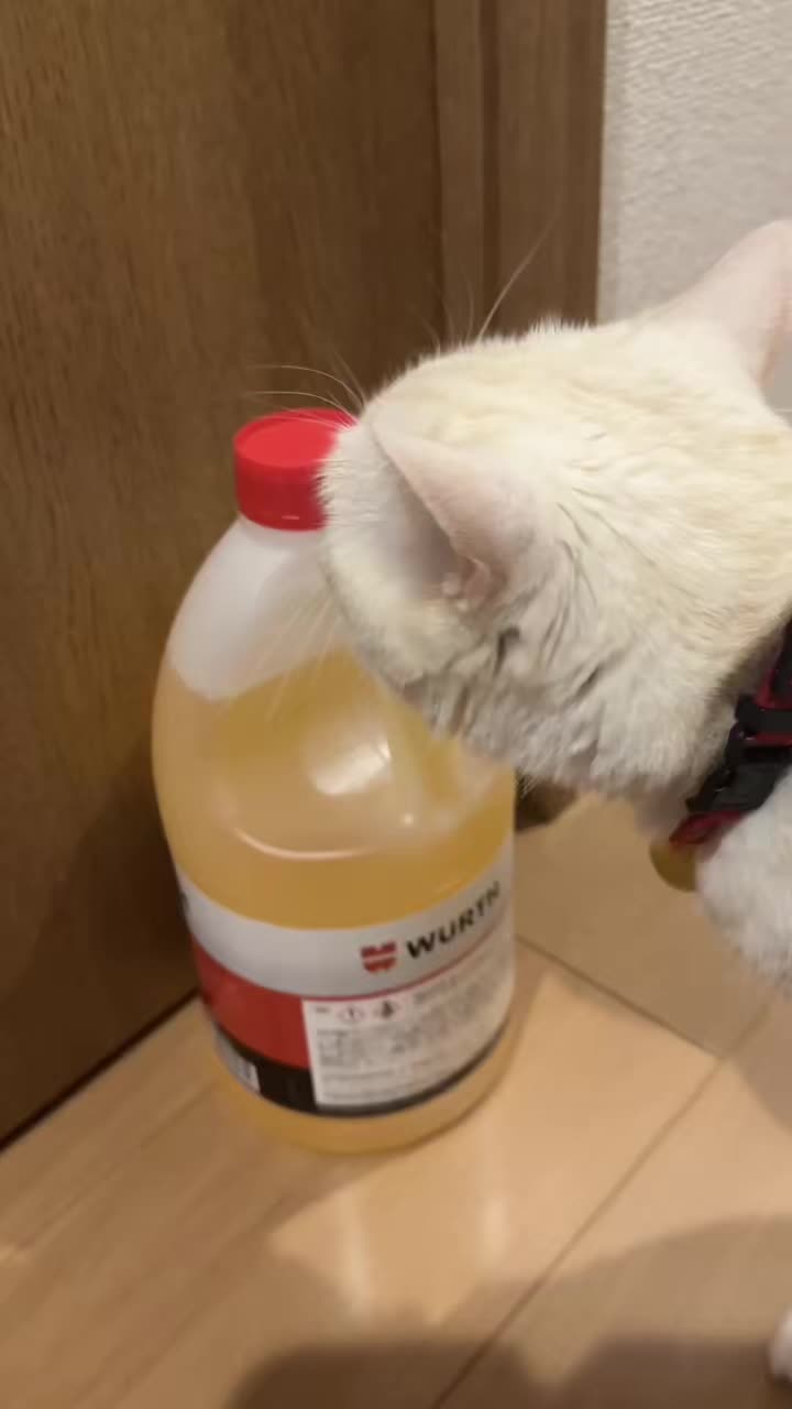 @ネコ師匠⛩️🐈❤️