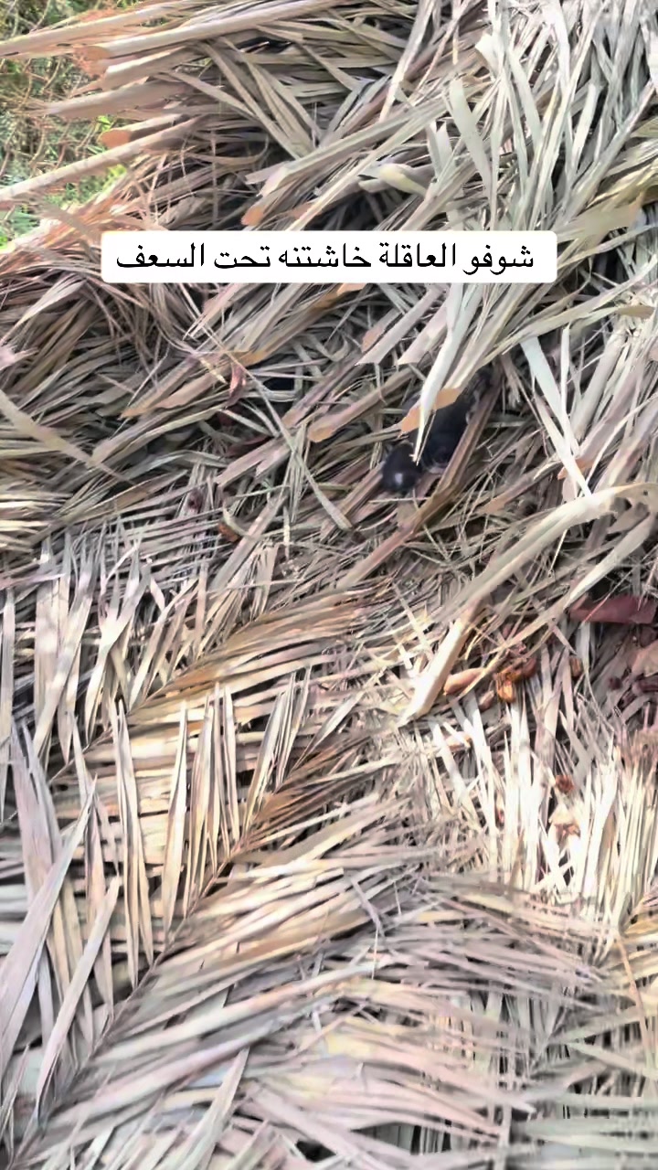 @ashkaltbiah