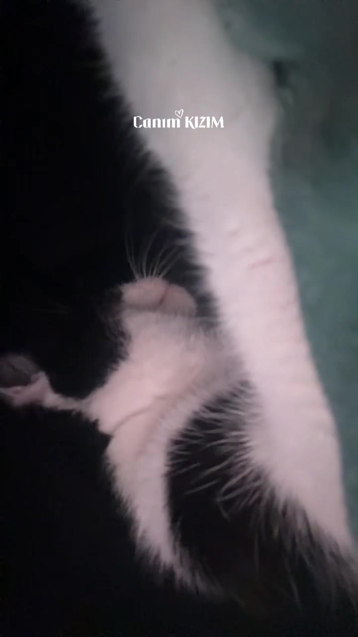 @🐾MILKAM🖤WHISKEYM🩶🐾A❤️🫂