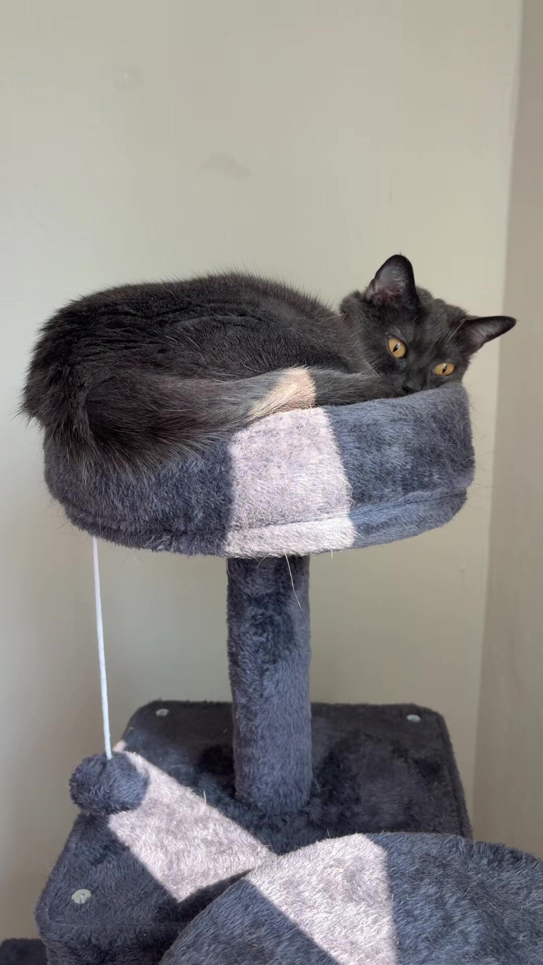 @zeldathecutecat