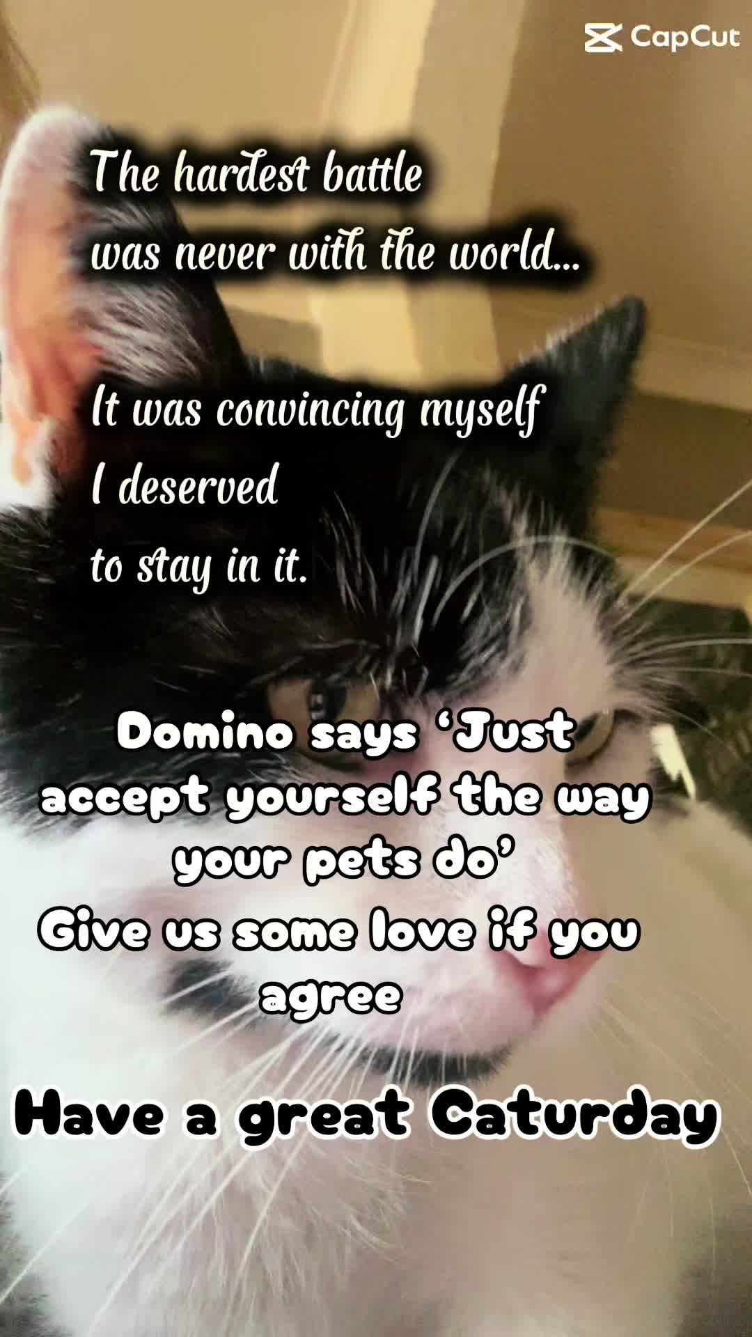@crazycatladyxfour