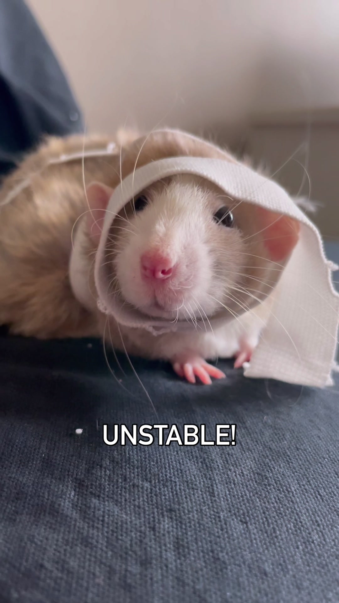 @RatsHaveFeelingsToo