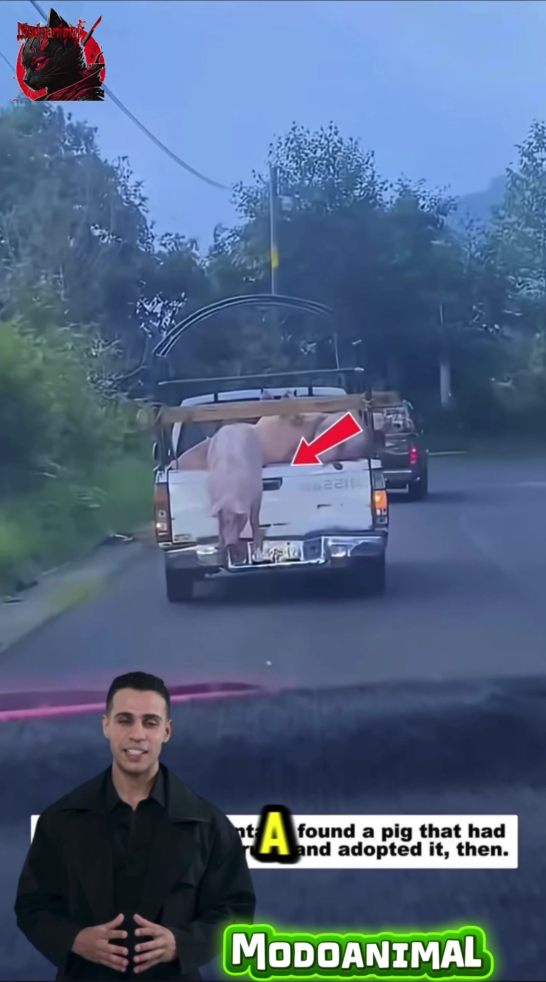@Modoanimal