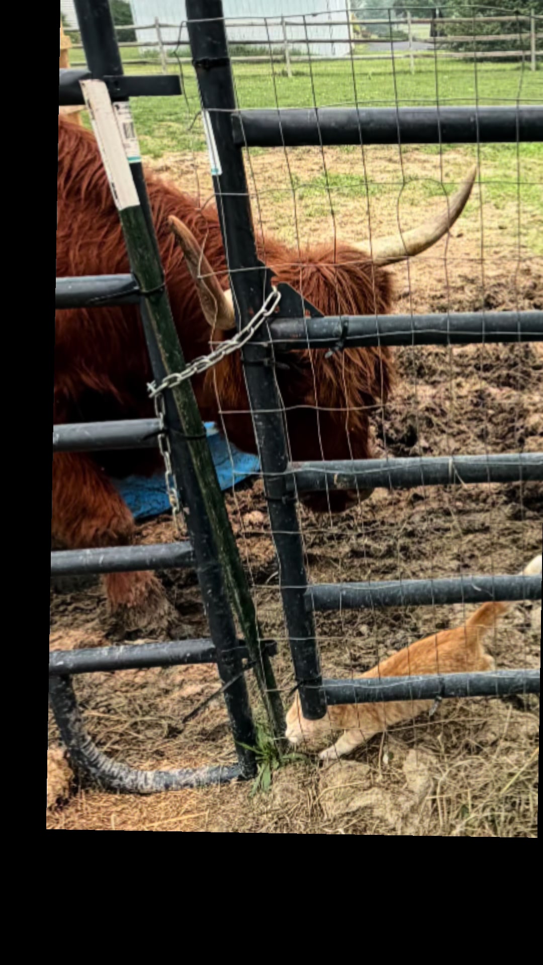 @nofzingerranch