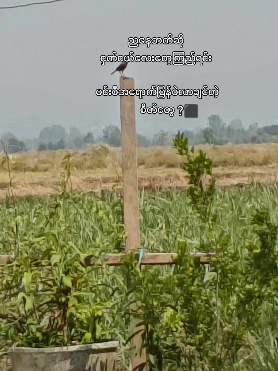 @သိမ်းငှက်🦅