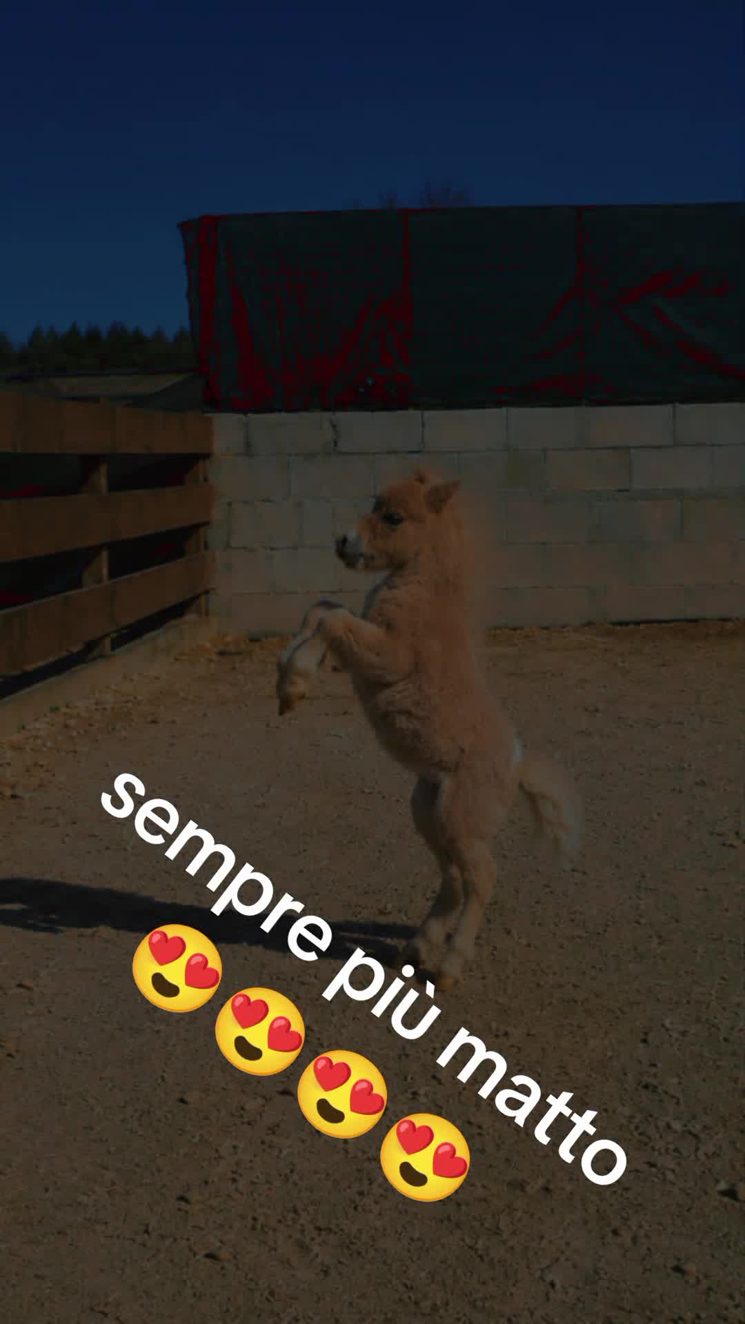 @joep.allevamentominipony