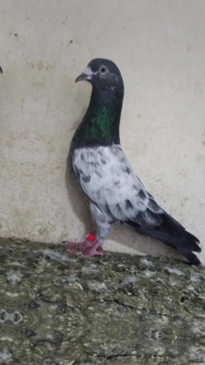 @KABOOTAR PARWAR VLOG