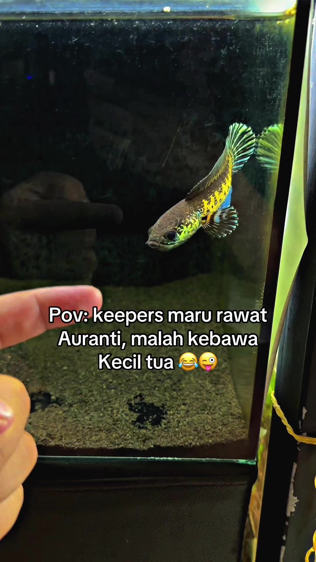 @nyo'ocai