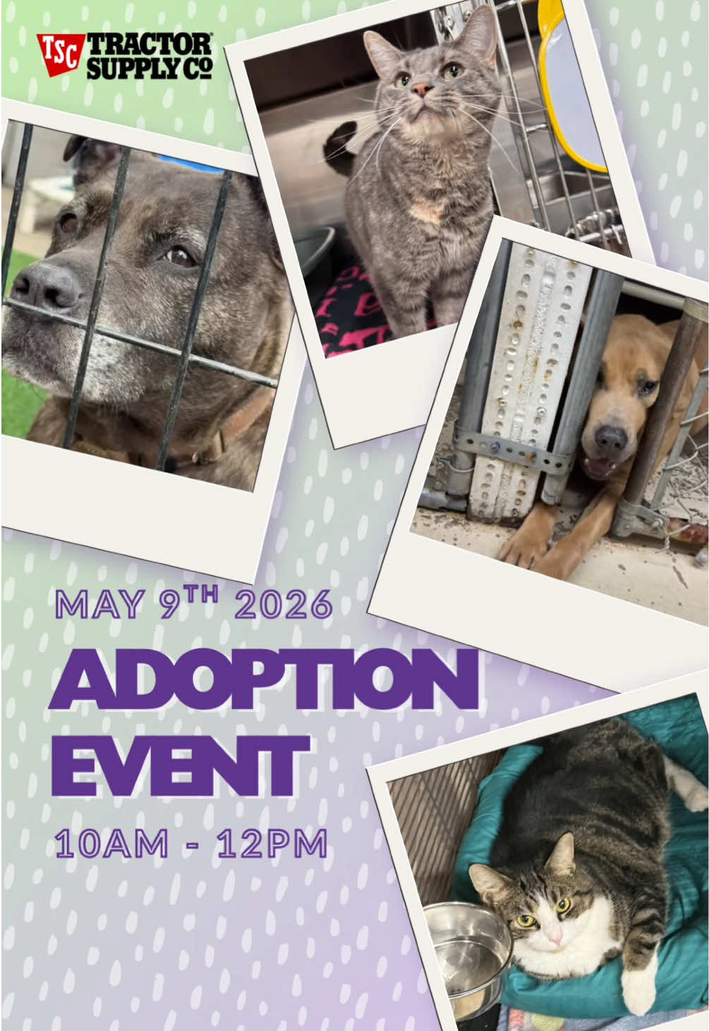 @Paws and Prayers