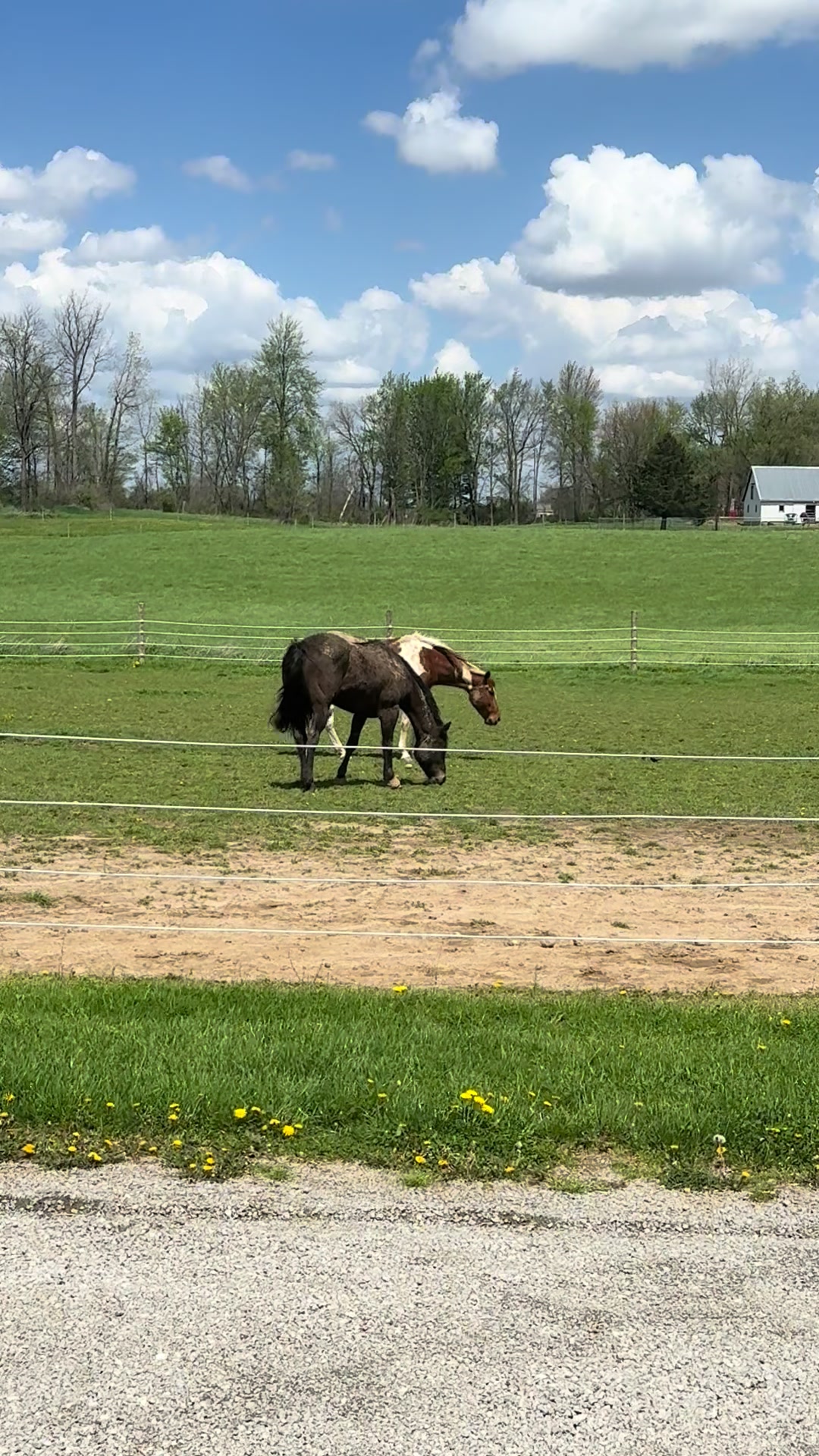 @yourhorseandponyleader