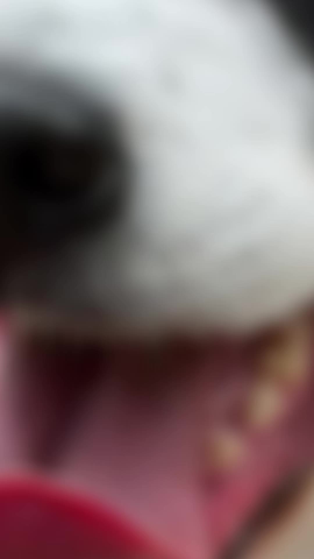 @PfotenwegeMitRoxy🐶