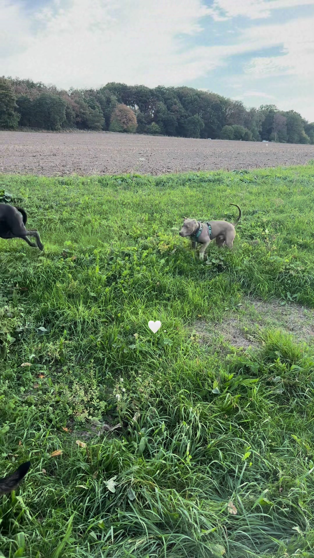 @Cane Corso Ayra 🐾
