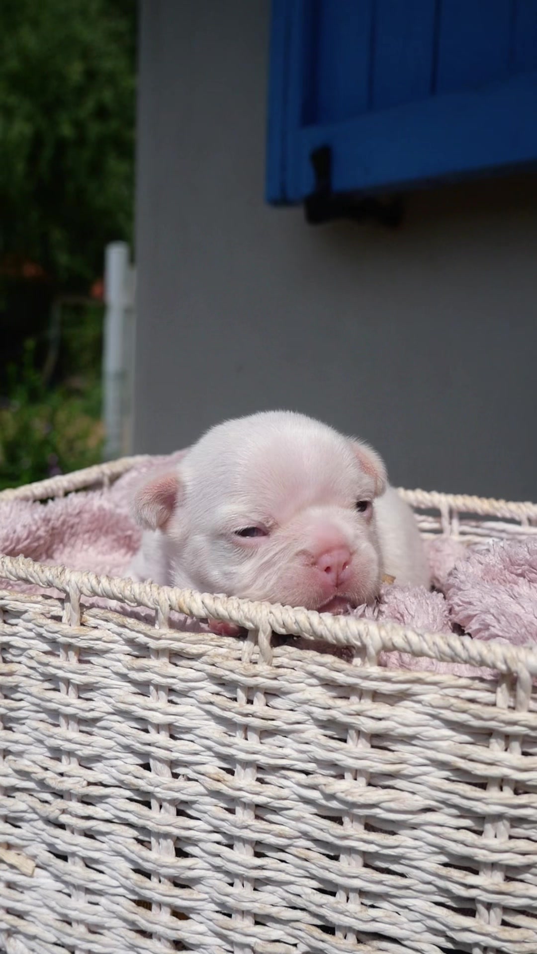 @ilborgodipintobulldog