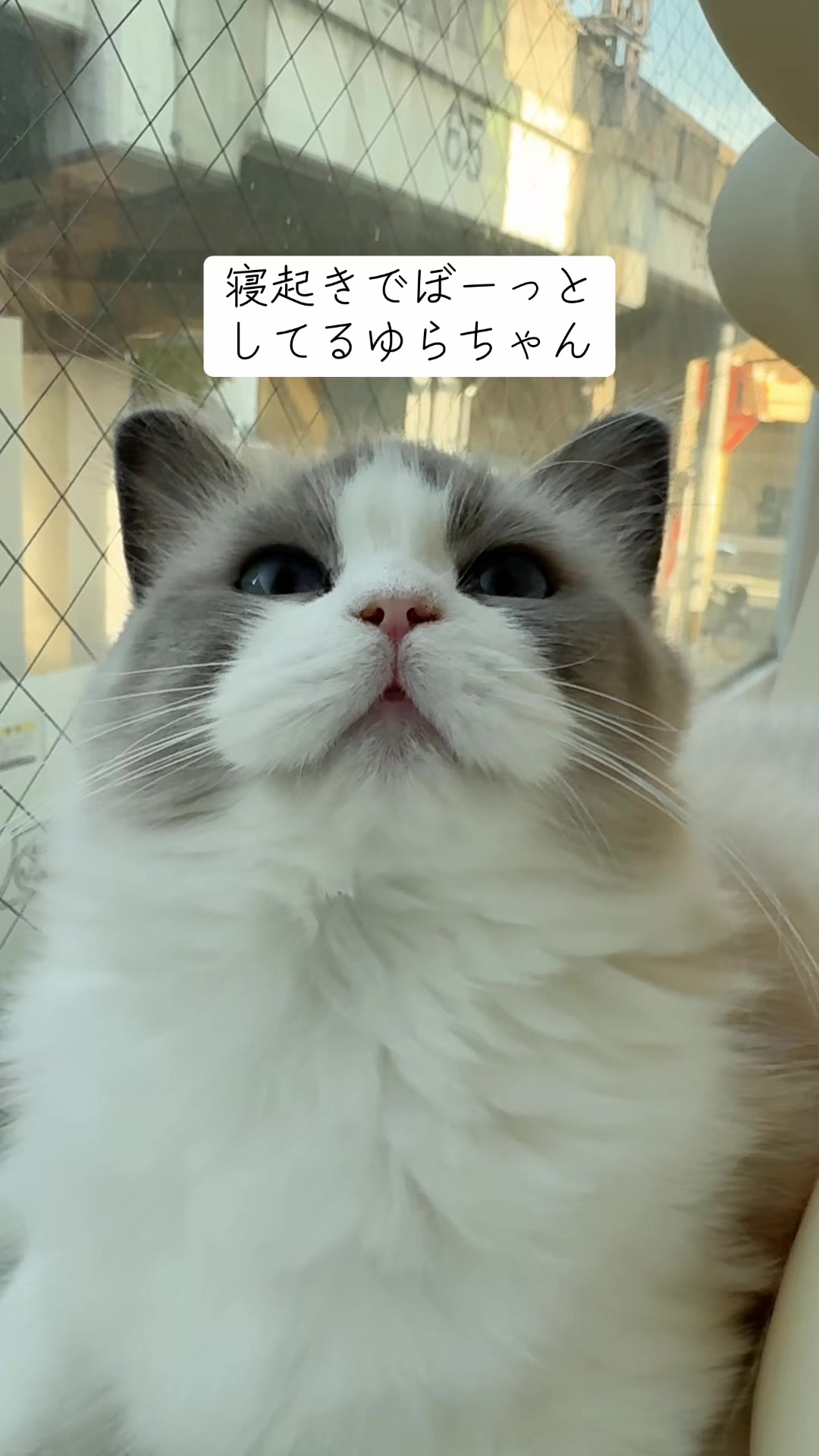 @MIHOO猫カフェ(美頰ネコ)