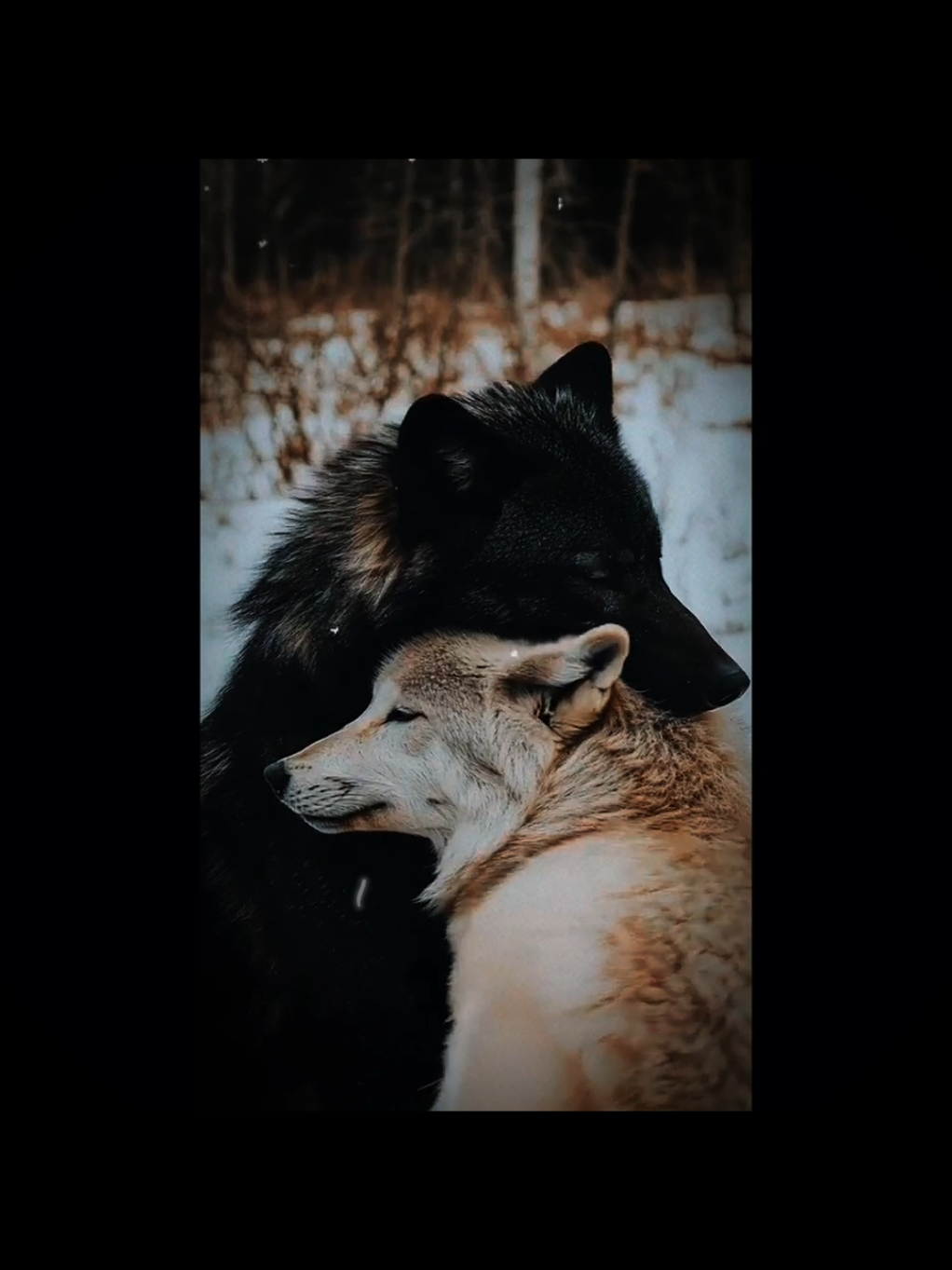@👑🐺Akela_King_Of_Wolfs🐺👑