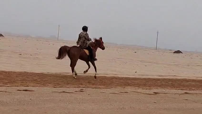 @uitzicht_arabian_stud