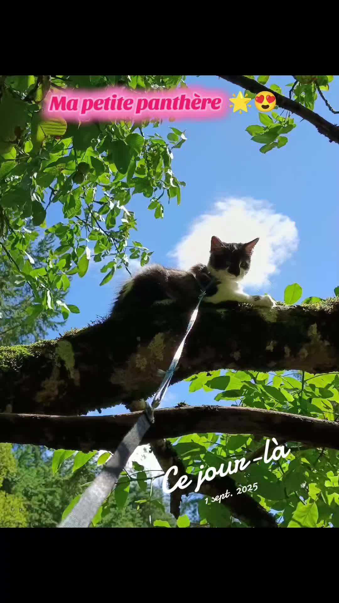 @Transcend'Horse 🐴 Luna'Cat 🐱