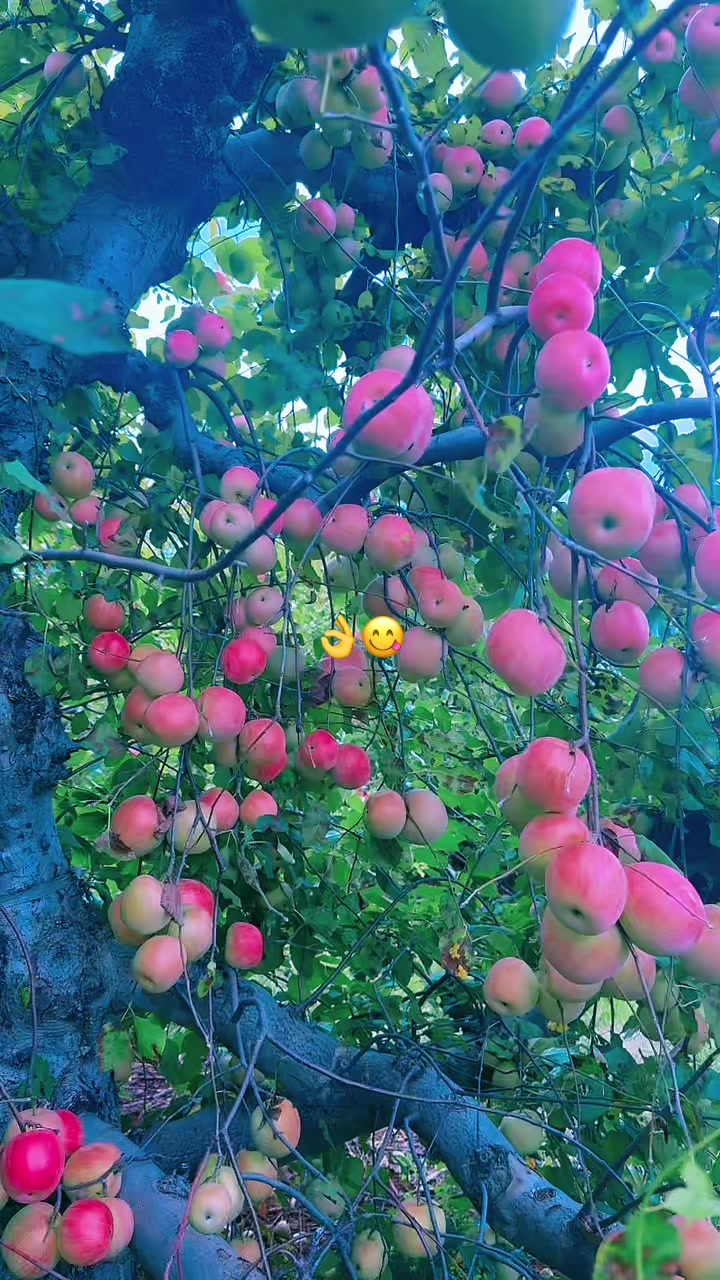 @Hanna حناهٔ